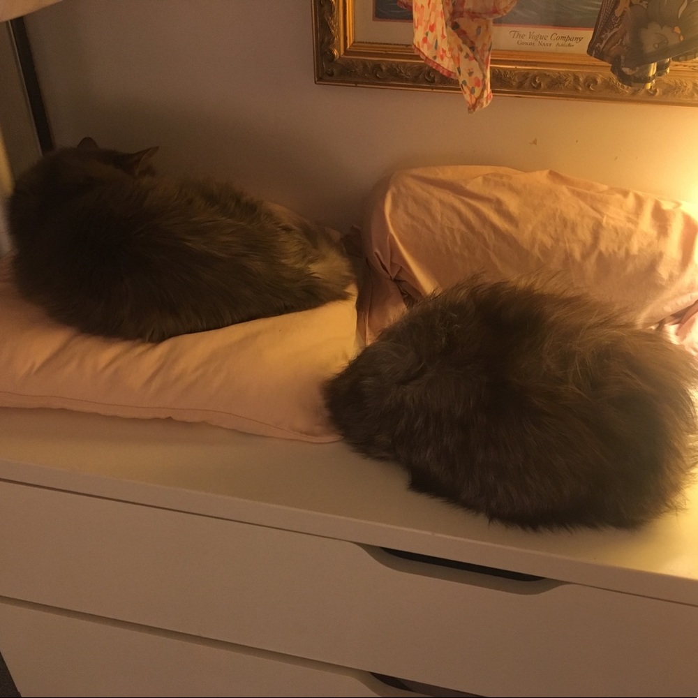 Cat vs Hat